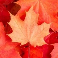 Maple_Spitz's profile picture. I will walk alone with your voice.