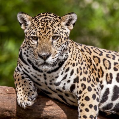 JaGusmao's profile picture. 🇧🇷🇧🇷 " Vamos cuidar da natureza , para que ela nos favoreça com suas biodiversidades "  #EDUCARPLANTANDO "