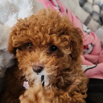 etna_vera_vela's profile picture. half cute half adorable .