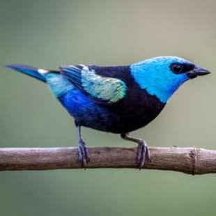 TweetIlanaDev's profile picture. Bogota, Colombia.
Sea Lion Woman Sea Lion.
Artist, Lazy Polymath,
Artista, Perezosa Polimata
estudio web development y data science