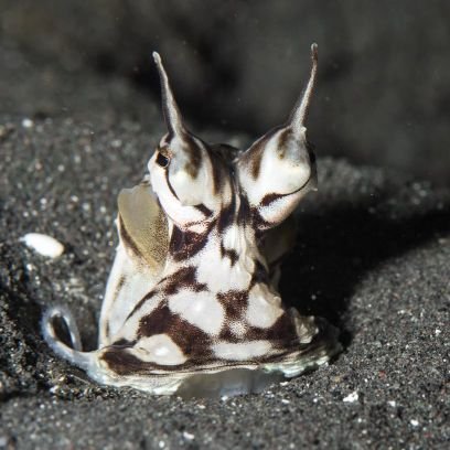 KnowingTheDead's profile picture. Aspiring Hard Sci-fi writer.