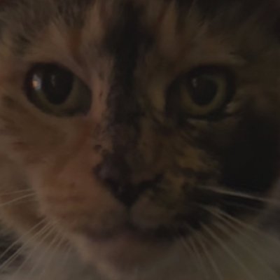 Freckles888562's profile picture. MRRRPmeow $SOL & $DOGE lover

part time memecoin trader