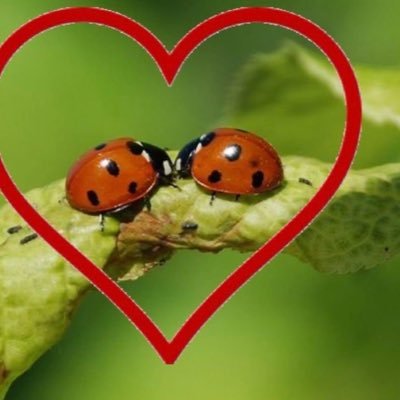 hhyyuuiiiooo's profile picture. ˙ ͜ʟ˙ 𝚜𝚊𝚢 𝚖𝚎𝚘𝚠 𝚖𝚎𝚘𝚠 ⭐ ◌ ◌ 🍈 𝚌𝚞𝚝𝚒𝚎 1ooo% ꔛ🥄 (2ooo+) แง้ว