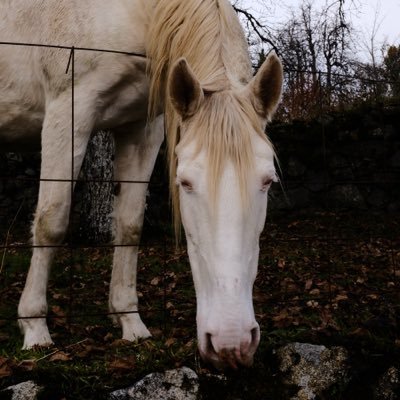 private_fer's profile picture. in hell there’s heaven