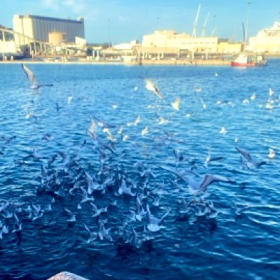 Omn14Sh's profile picture. وَطَني عُماانْ.... 🇴🇲