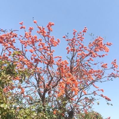 Vijayv53948525's profile picture. हर आरम्भ का मैं अंत हूँ, हर अंत का मैं आरम्भ हूँ, 
मैं सत्य हूँ, मैं शिव हूँ, मैं  काल हूँ, 
मैं  ही महाकाल हूँ !
Adiwasi the real owner of India