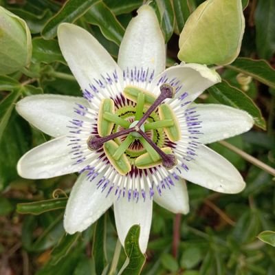 Polilla_74's profile picture. Siempre en la trinchera. boooofaaaa!!!