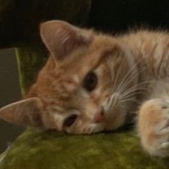 chmeesegirl's profile picture. 