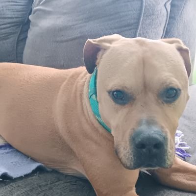 Gauchos05's profile picture. Sports are undefeated. Dodgers. KC Chiefs. LA Lakers. LA Rams. Colorado Buffs.