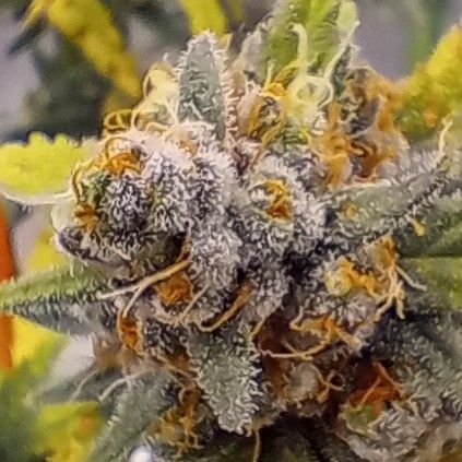 oggrowco's profile picture. 