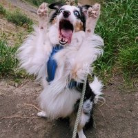 EL GCR (@realer213453) 's Twitter Profile Photo