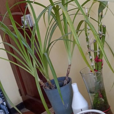 alejandra176484's profile picture. 