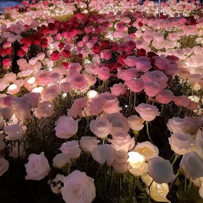 Amyreader100's profile picture. love reading (Amy) my other account