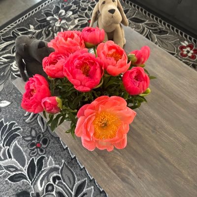 134loona's profile picture. 🇫🇷 COMBATTRE LFI, voir tous les gauchos, écolos, mous du centre …Amie des zanimaux ❤️