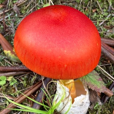 cxos9340p72183's profile picture. 