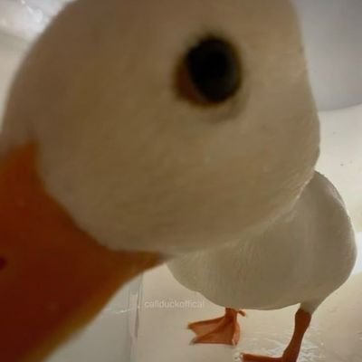 Ordek_biri's profile picture. 