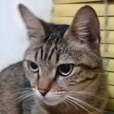 jojorayan12345's profile picture. 