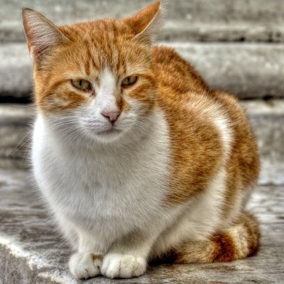 TinaDresden1996's profile image