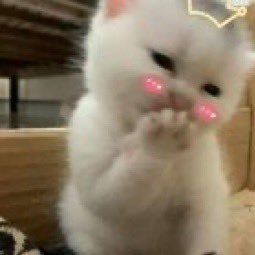 tactorl231's profile picture. the hunt is on