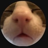 Shashankj23's profile picture. चाय ही जीवन है ☕|Rohit sharma @ImRo45 💙