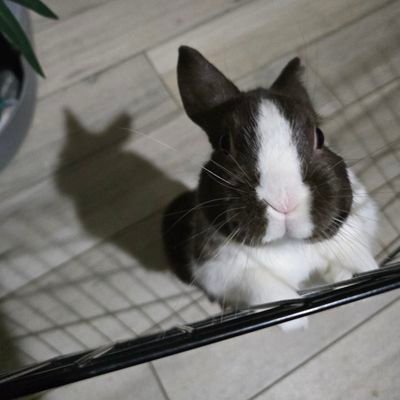 jolybacon1's profile picture. 