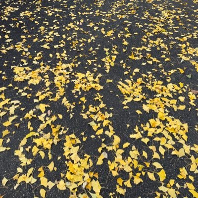 onkirigyakuun's profile picture. 