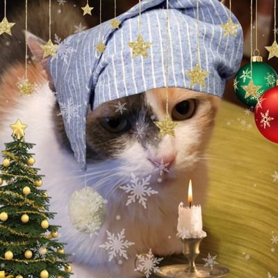 disabledhart's profile picture. lavender; 25yo nonbinary osdd system | ruby; 6yo female dilute calico | follow if you like cats i guess