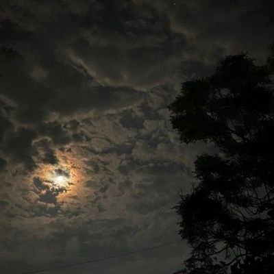 MDurian99's profile picture. 