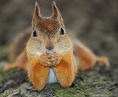 meshtarka's profile picture. 