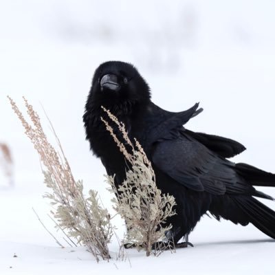 mysticallycool's profile picture. he/him / I love ornithology, the hunger games, dragons, the underland chronicles, the thing 1982, and httyd / autisticly EVIL / ╶⃝⃤ / 18 / priv: @mysticreatur