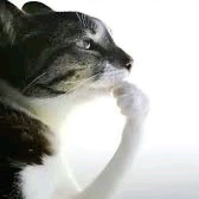 arodecebolaa's profile picture. 