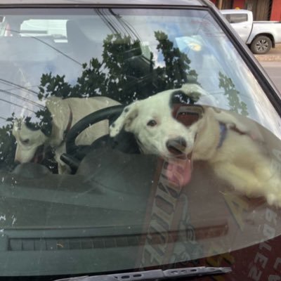 dopa_amapola's profile picture. 🙂