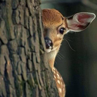 tenha_kul's profile picture. 