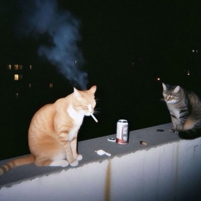 indeci's profile picture. elo terrorist