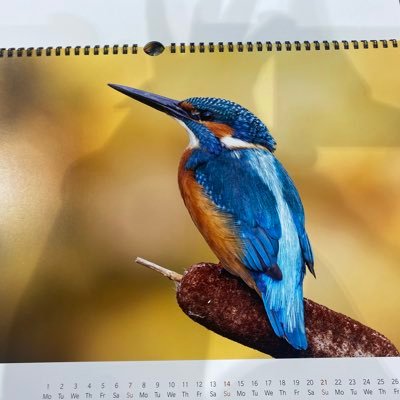 nazhabakkali8's profile picture. Chiltern Academy - Science Technician 🧪  & Support Supervisor 🥼