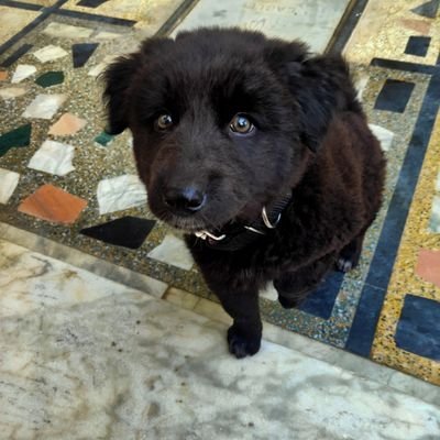 Ajayr_1304's profile picture. 🇮🇳 Bharat | 🕉️ Sanatan | 🔱 Indic Civilization | 🪔 Indic Culture | 🌍 Geopolitics|
🎓IIT Indore'23