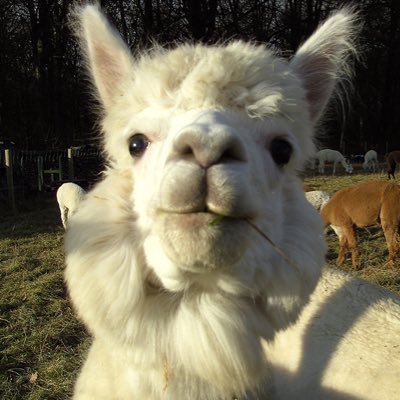 iniv1000000's profile picture. 