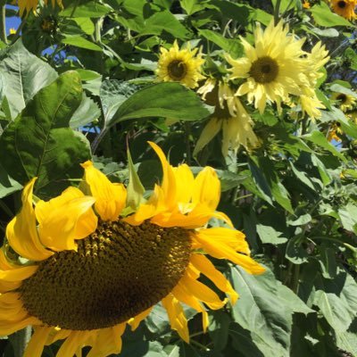 JillFranci22628's profile picture. healthcare provider