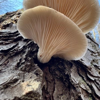 Barpro2's profile picture. Midwest raised, I like visiting and helping people. Living in the DC area.