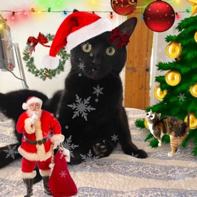 lilKatniss7's profile picture. Hai frenz ! i katnisse,. i 9 yeers of olde extremly welthy gorlbosse ! my baba; @umberghauri (non bionery they/them type humon).,