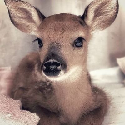 blueauritas's profile picture. 