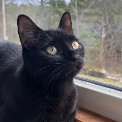 agentcoopercat's profile picture. 7 months old, a very special agent, eye booger extraordinaire, woke cat 🏳️‍🌈🏳️‍⚧️🇵🇸