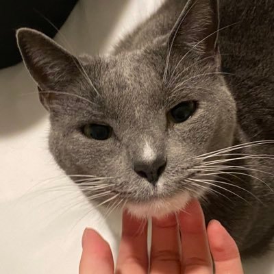 meroyow's profile picture. valorant obsessed prx fan #wgaming