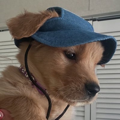 WOOFGRRRBARK's profile picture. board certified pharmacy tech, born certified to bark and wag my tail