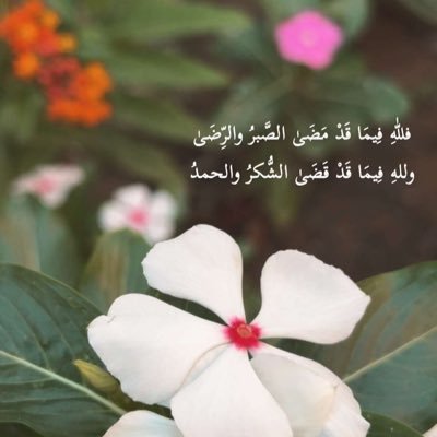 SmytKhald51644's profile picture. احبك شروق شمس وتأمل السماء 🌤️☀️