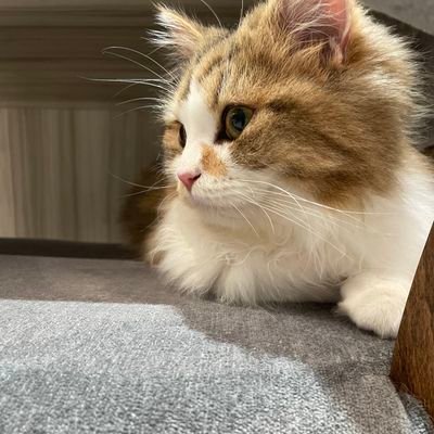 masyu_34's profile picture. FGO  valo 86 lol
@ohagimav りと