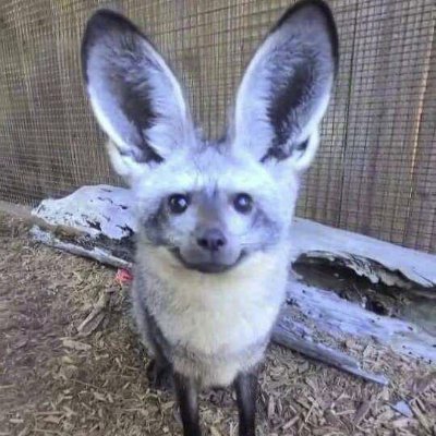 SentientCoal's profile picture. gay weirdo
surprisingly edible
do not follow if you are below 18