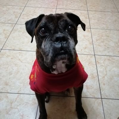 k_marilu_'s profile picture. ME GUSTA LOS DEPORTES, LA MÚSICA,LA HISTORIA,CONOCER NUEVAS CIUDADES,AMO A LOS ANIMALES,LA NATURALEZA.DISEÑO Y ARQUITECTURA,#BSB_FAN, #JONATIC  ❤ #PERÚ