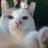 saibmqs's profile image