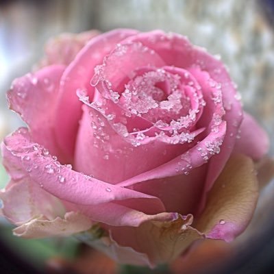 heatherrose1814's profile picture. A Rose that blooms in Winter is special. 🥀 #Coffee #Foodie #Photos #Poetry #Travel #Wine #AlwaysBeKind🌹 ♥️#NotAvailable 🌸No DM 🌸